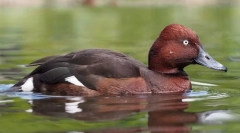 Brud white-eyed (czarny)